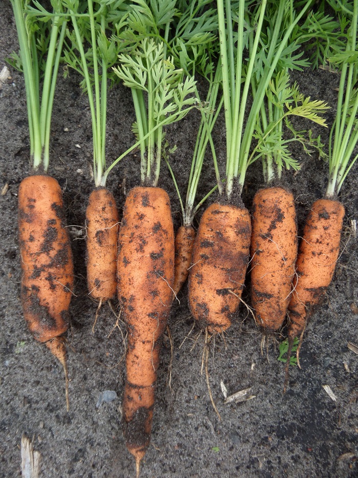 Velum proef peen 700 px 28-8-2018 (12).jpg